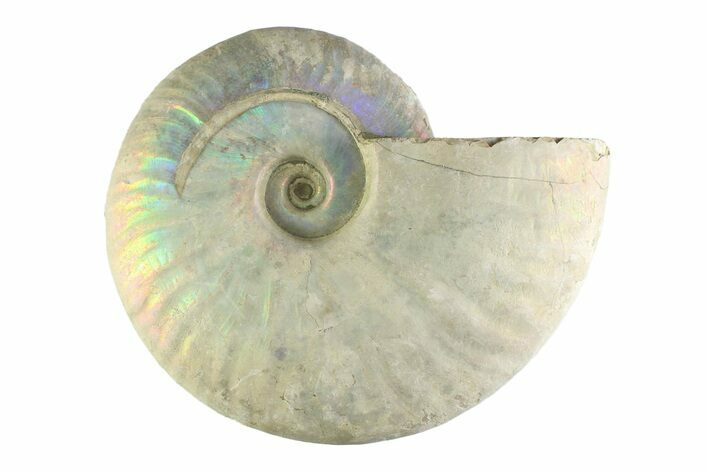 Silver Iridescent Ammonite (Cleoniceras) Fossil - Madagascar #345603